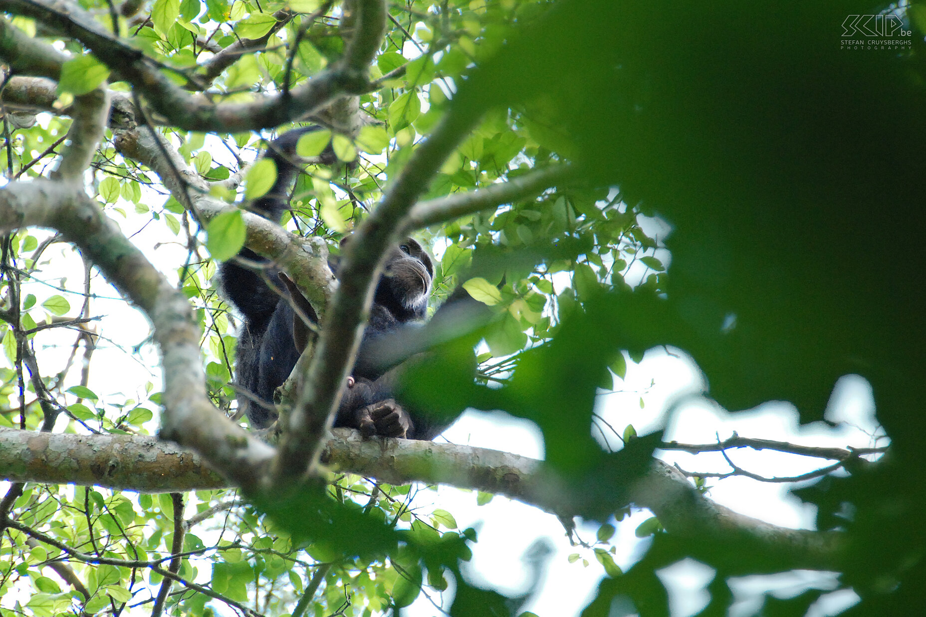 Kibale - Chimpanzee There's a few hundred chimpanzees living in the forests of the Kibale NP. Nevertheless, together  with a ranger we have to look for 3 hours before we are startled by a few chimpanzee shouts. After a sprint through the dense forest we meet a few chimpanzees in the trees. Stefan Cruysberghs